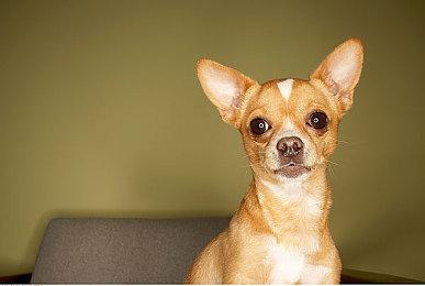 《满庭芳：宋上繁华》首发预告 4月21日发售